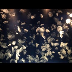 Meet your Posher, Cynthia